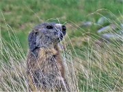 63 Marmota marmota (Marmotta delle Alpi) in attenta sentinella